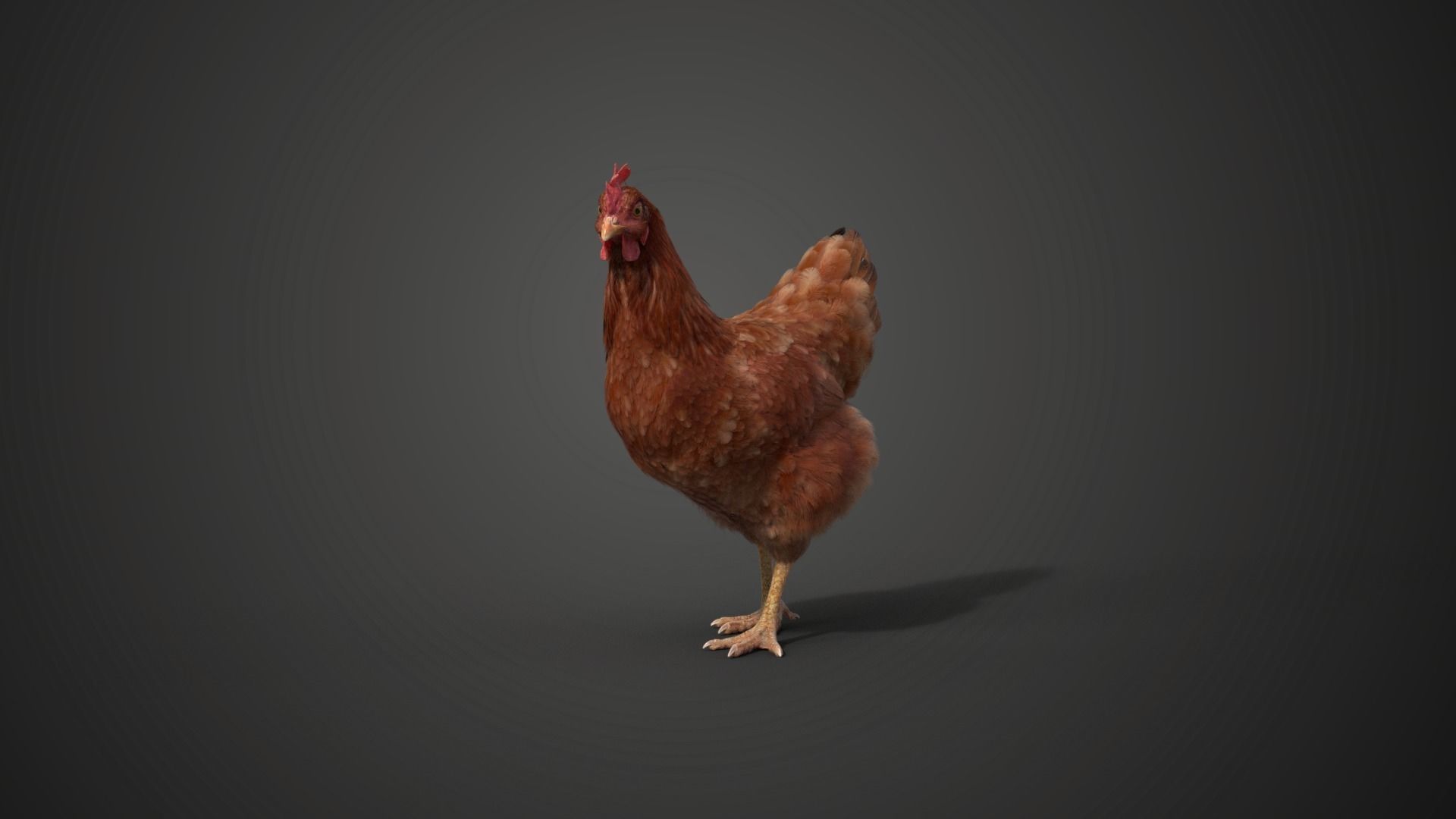 Red Hen Animated VFX Grace 3D model_12