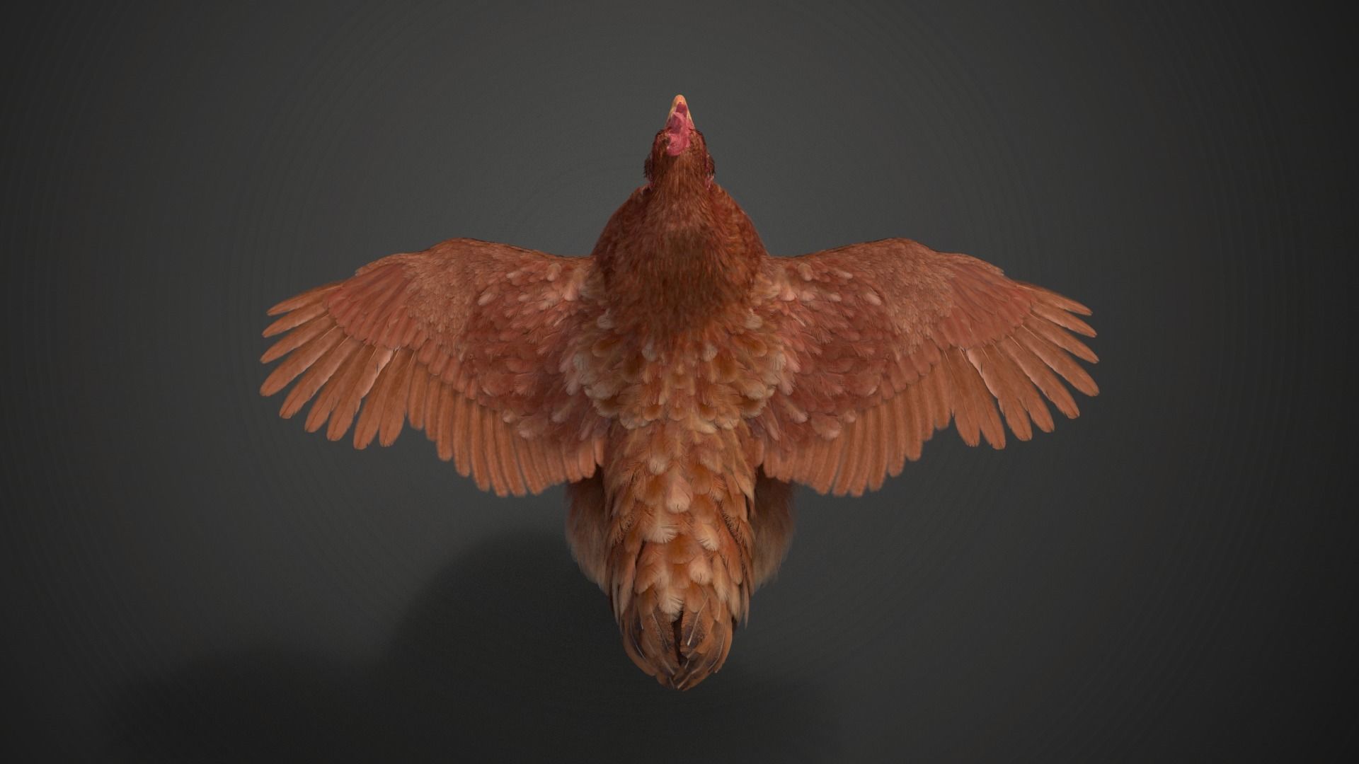 Red Hen Animated VFX Grace 3D model_15