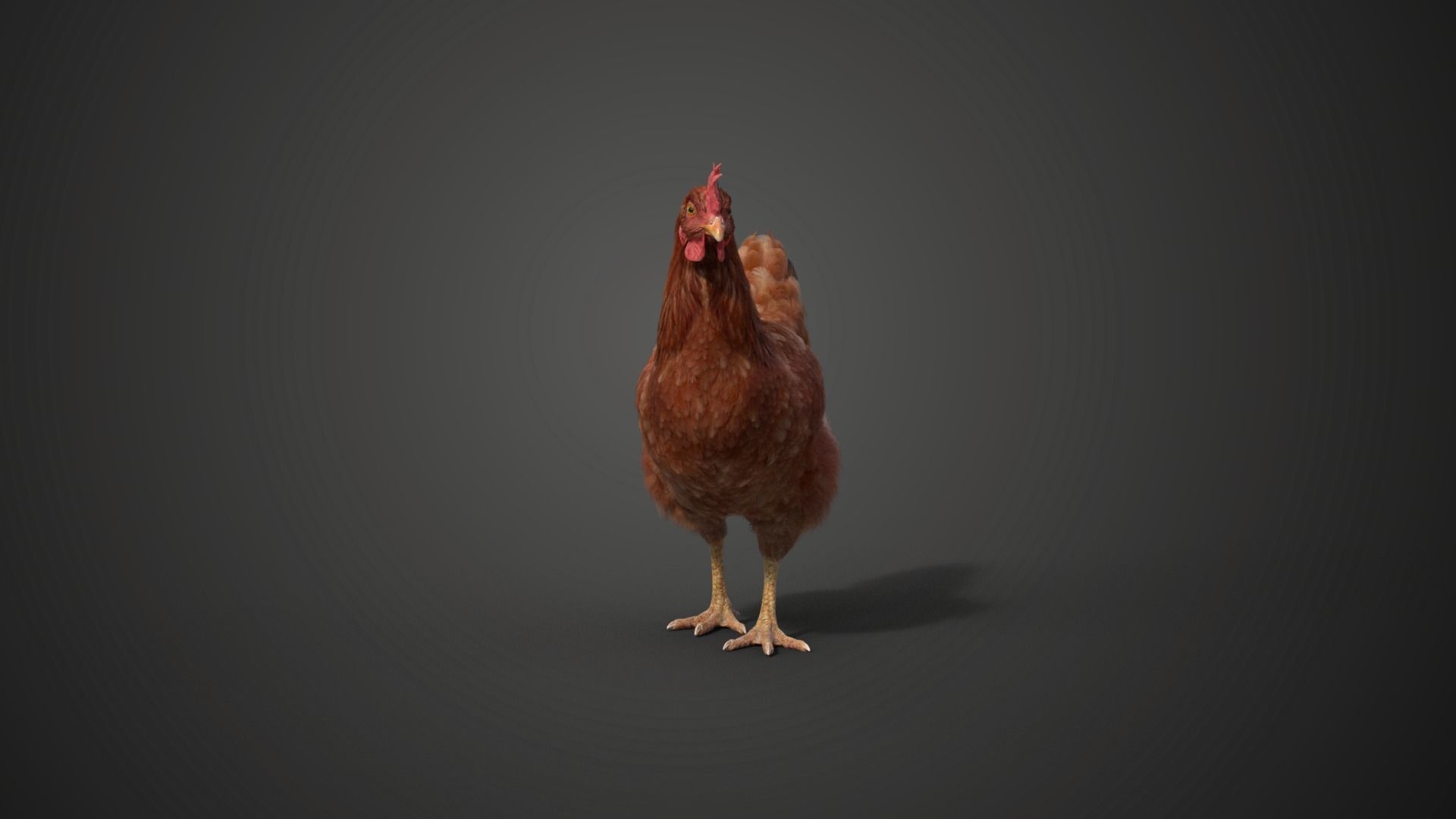 Red Hen Animated VFX Grace 3D model_11