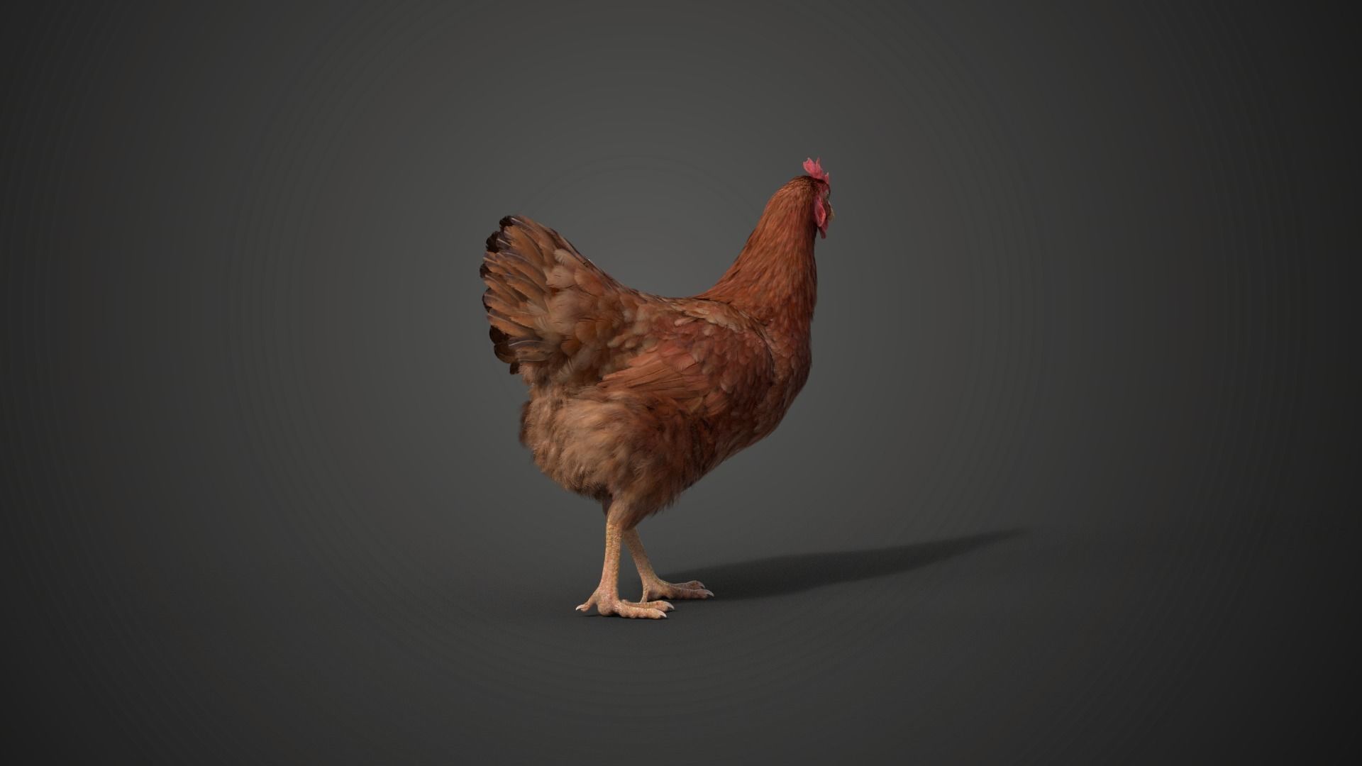 Red Hen Animated VFX Grace 3D model_10