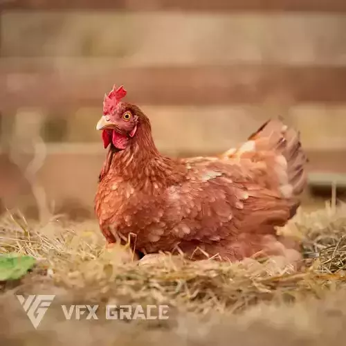 Red Hen Animated VFX Grace 3D model