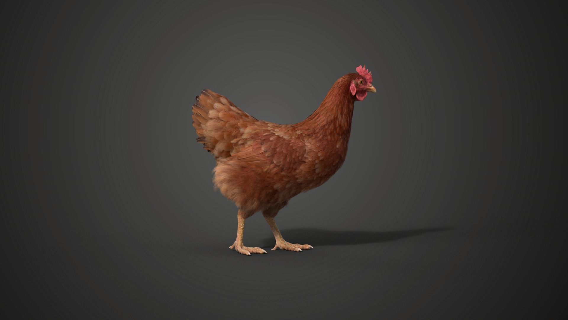 Red Hen Animated VFX Grace 3D model_9
