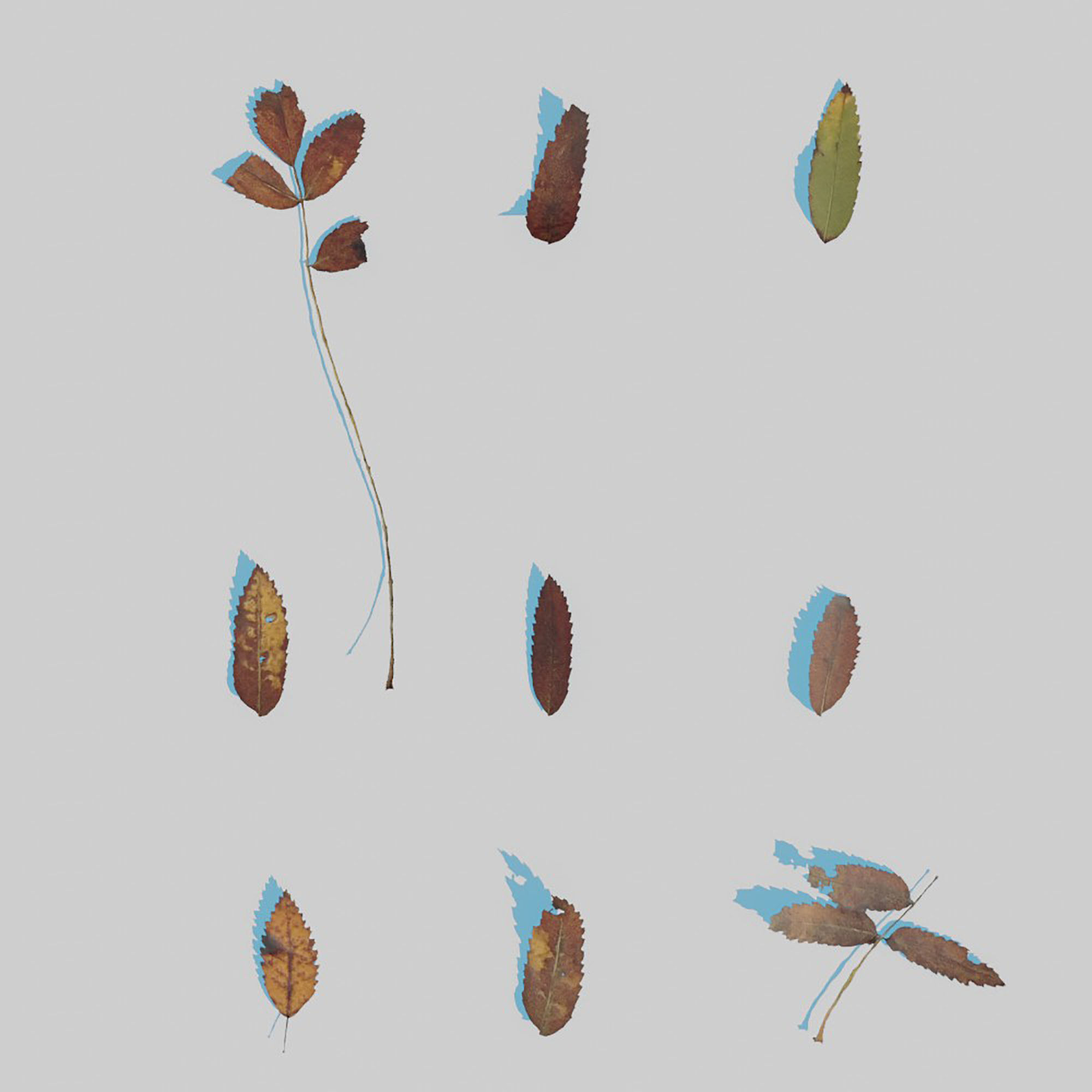 Dry Leaves Pack 3D model_21