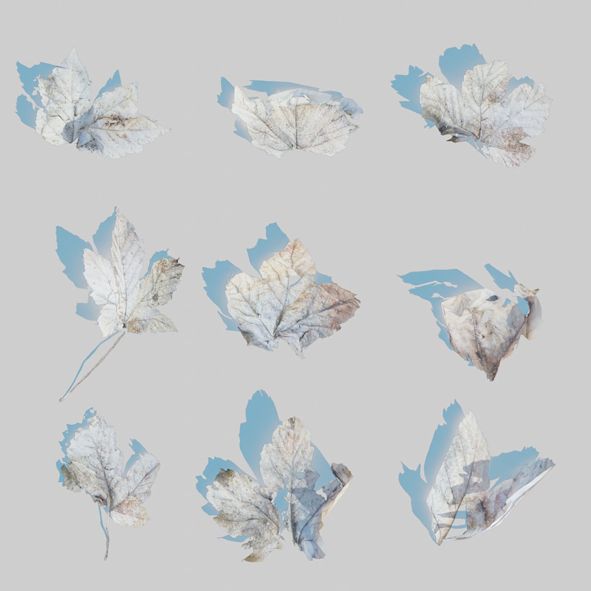 Dry Leaves Pack 3D model_15