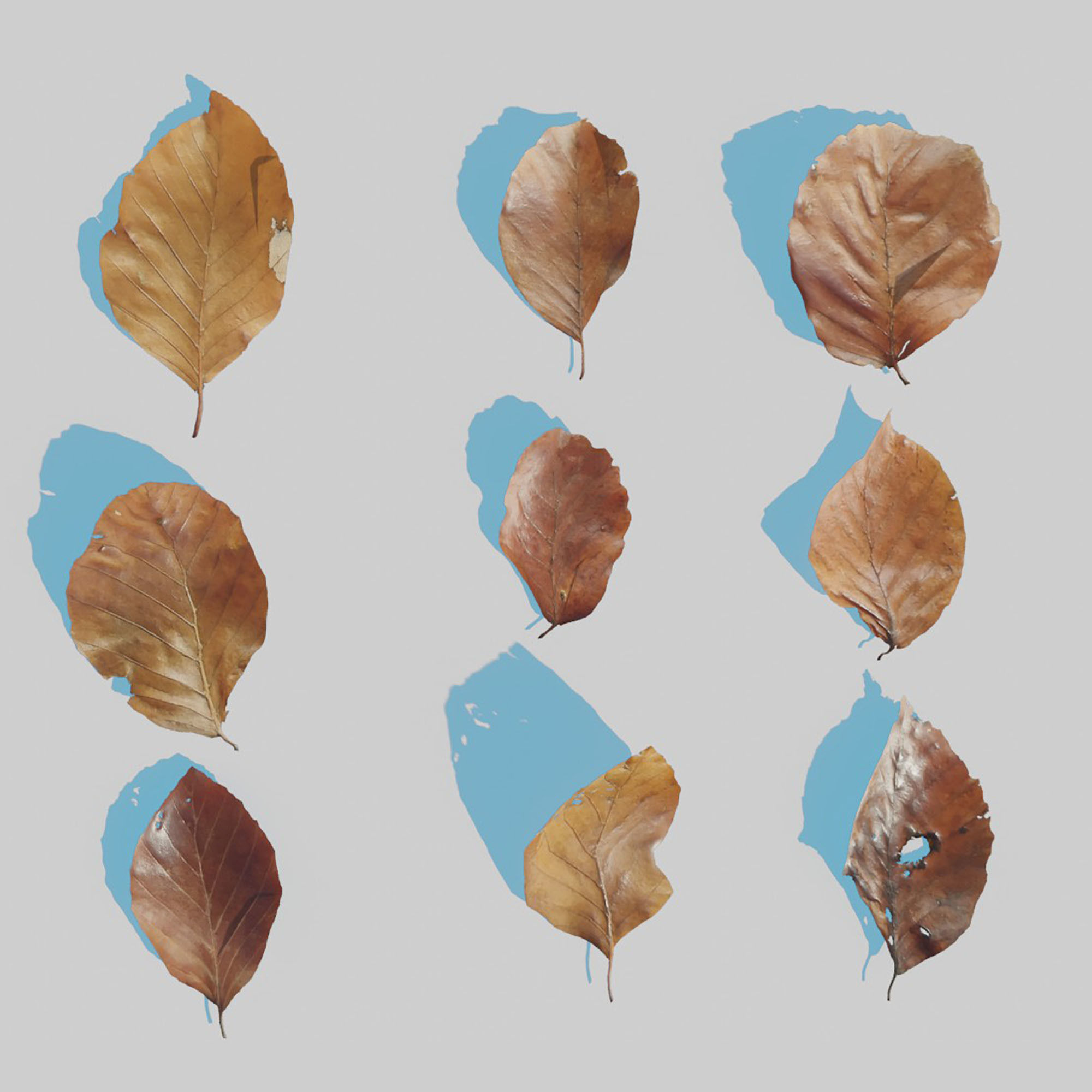 Dry Leaves Pack 3D model_11