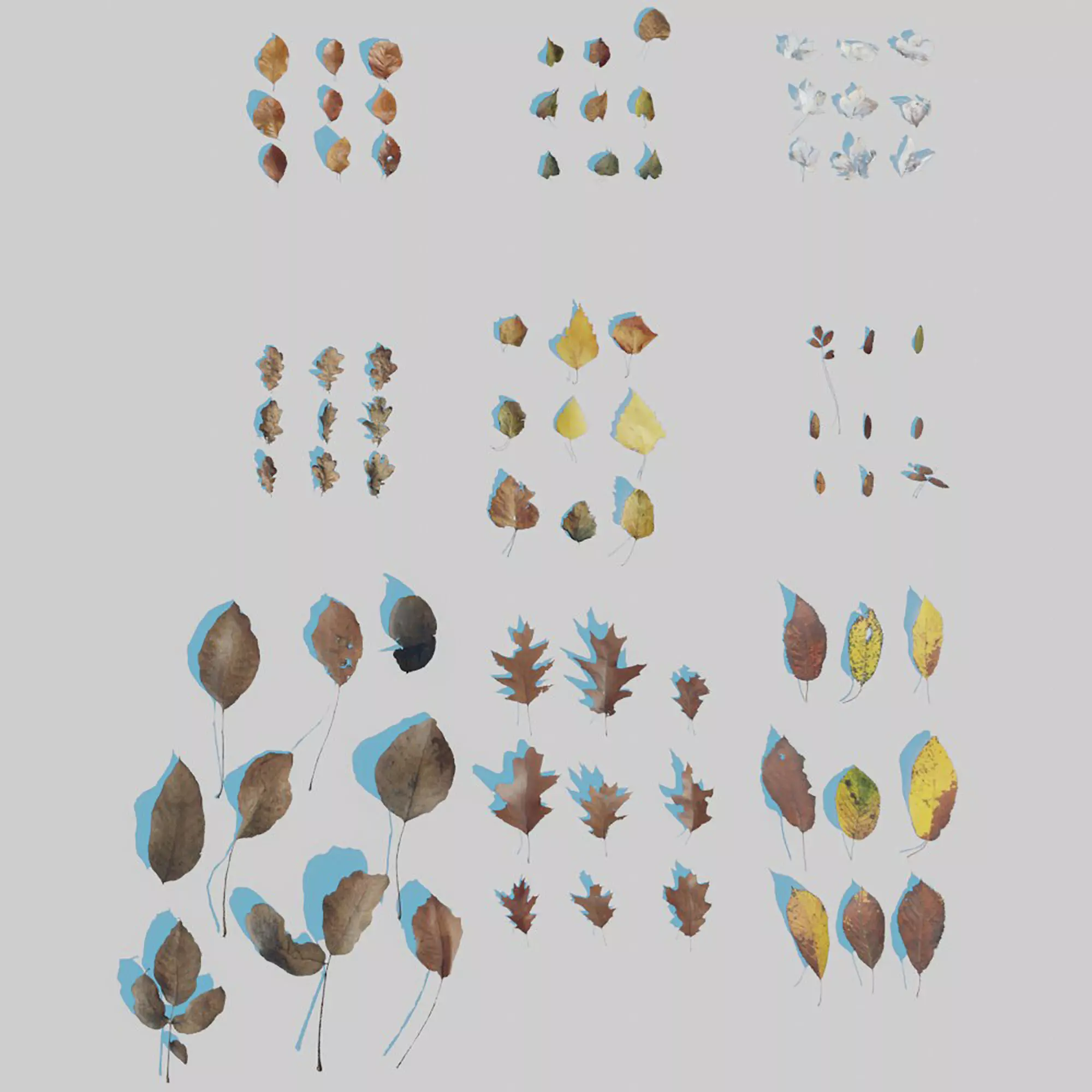 Dry Leaves Pack 3D model_0
