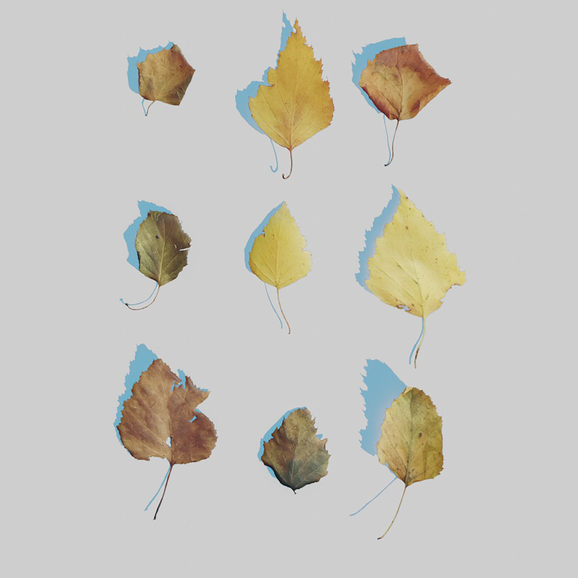 Dry Leaves Pack 3D model_19