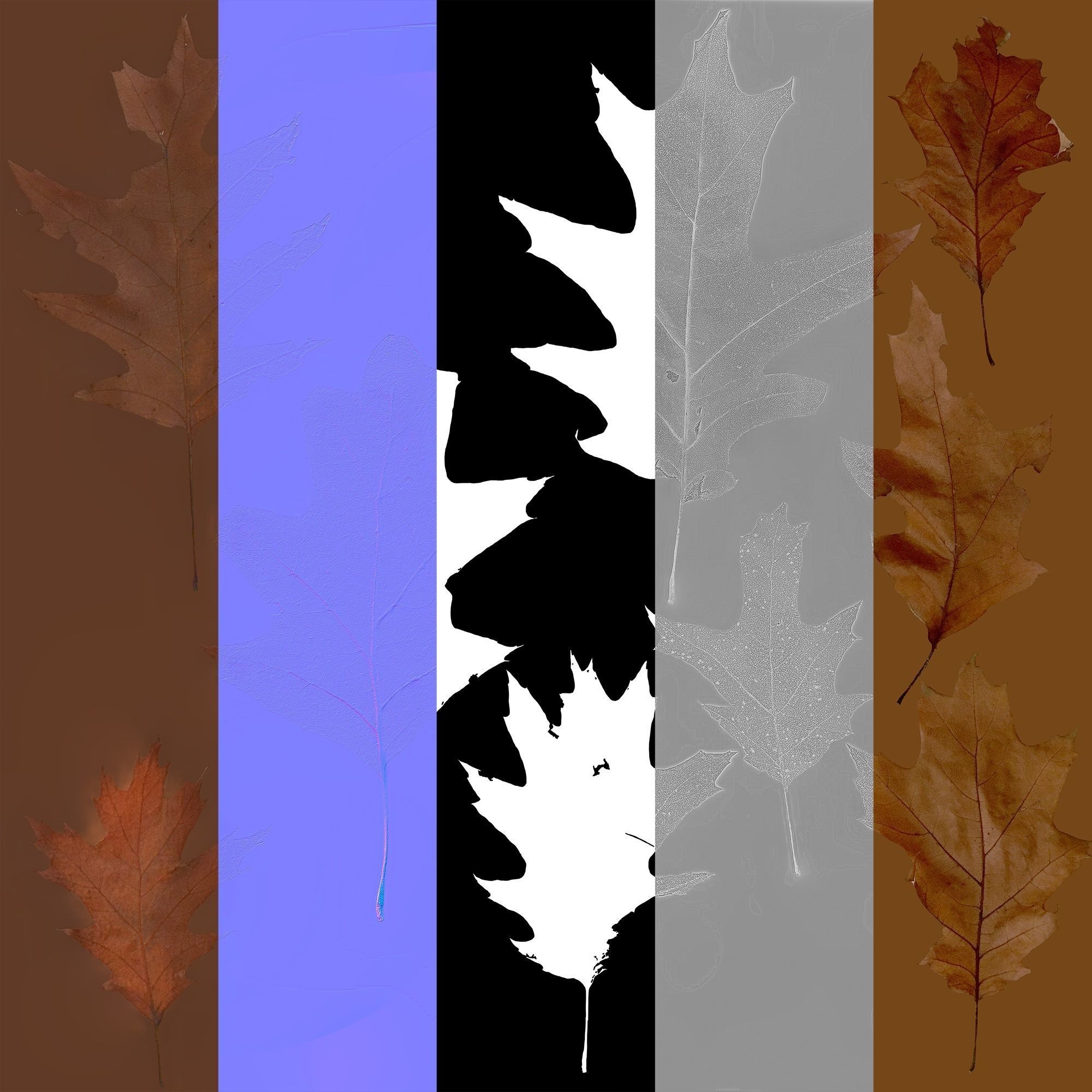 Dry Leaves Pack 3D model_36