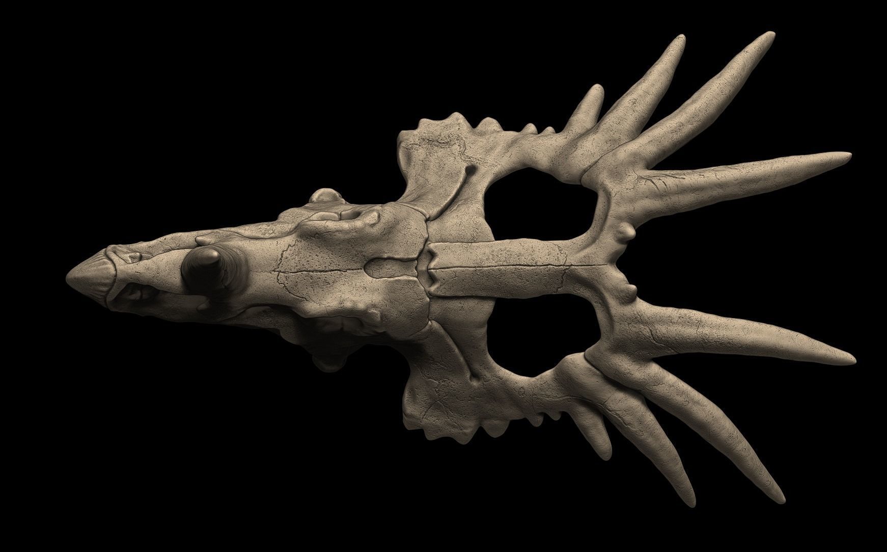 Styracosaurus Skull 3D Print Model 3D print model_5