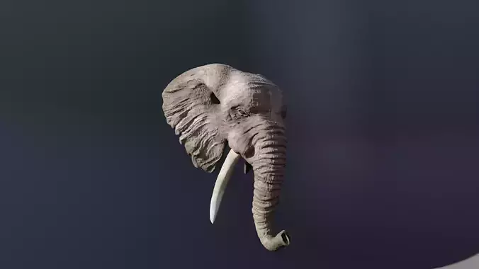 Elephant 3D head with tusks