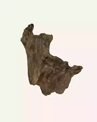 Drift Wood 