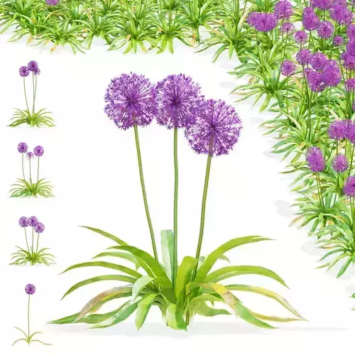 Allium hollandicum flower 3D model