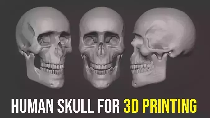 Human Skull for 3D Printing 3D print model