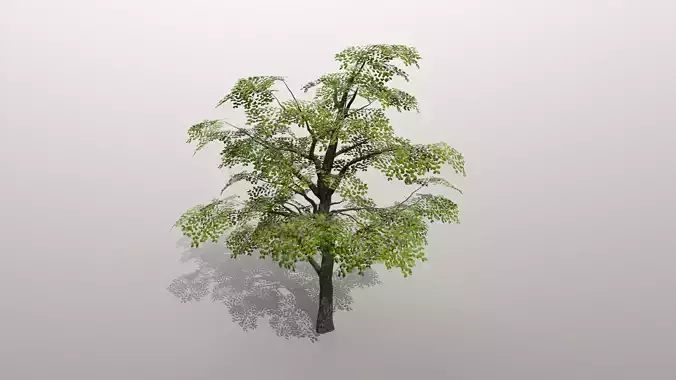 Low Poly Beech Tree