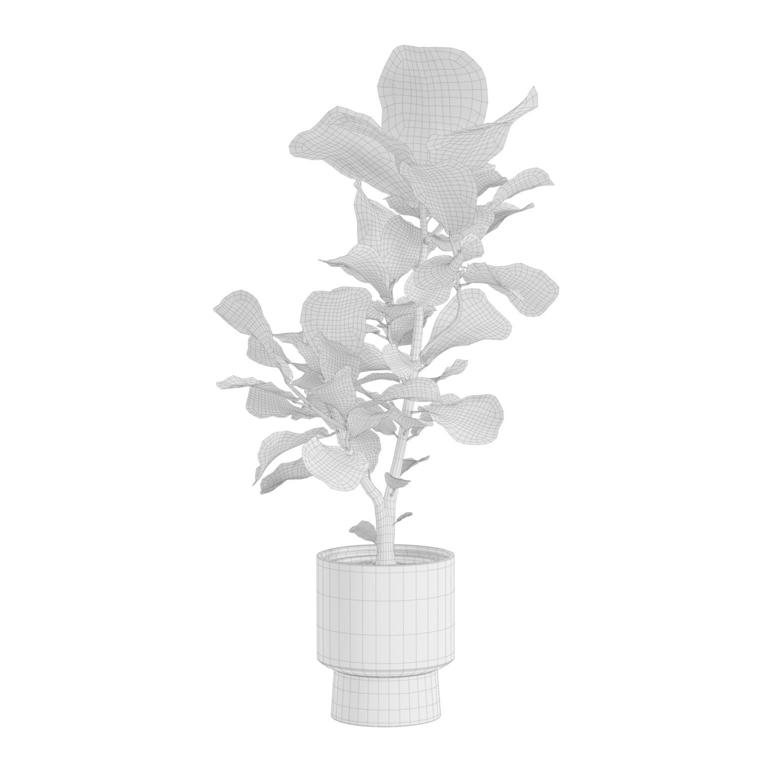 Ficus Lyrata Fiddle leaf Fig 3D model_4