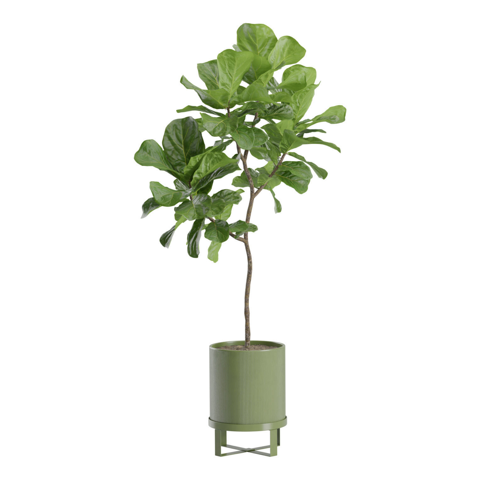 Ficus Lyrata Fiddle leaf Fig 3D model_7