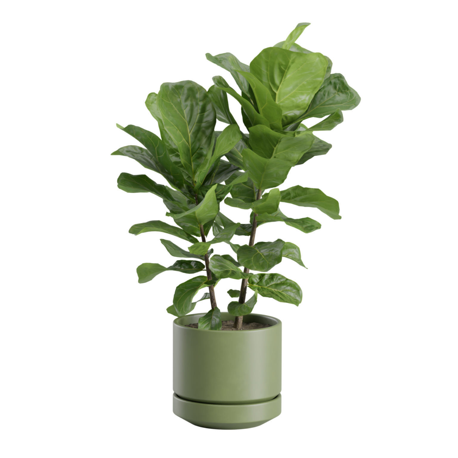 Ficus Lyrata Fiddle leaf Fig 3D model_5