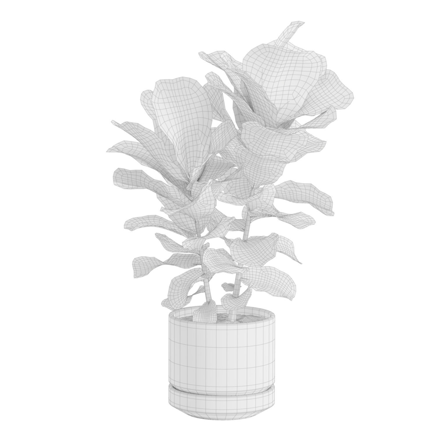 Ficus Lyrata Fiddle leaf Fig 3D model_6