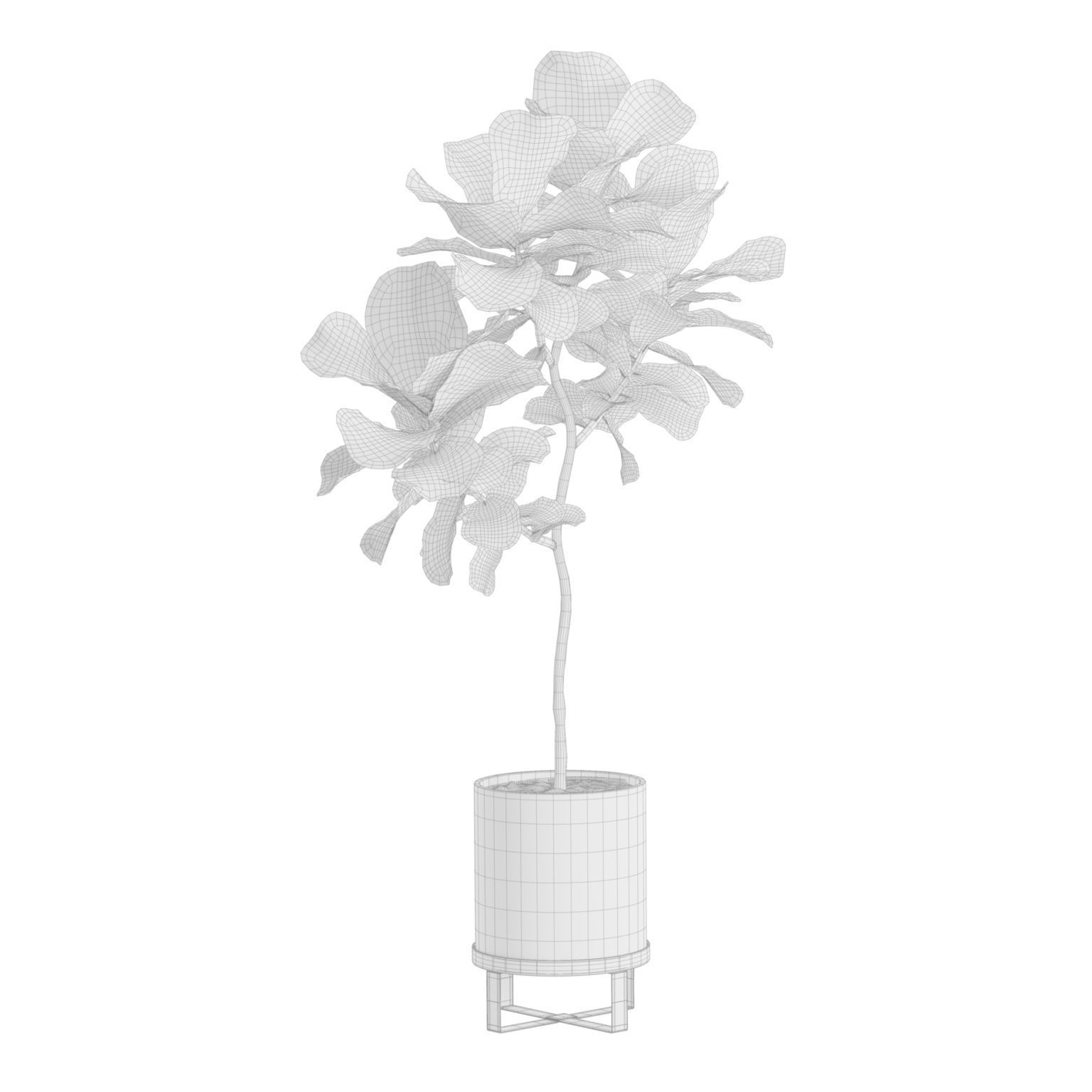 Ficus Lyrata Fiddle leaf Fig 3D model_8
