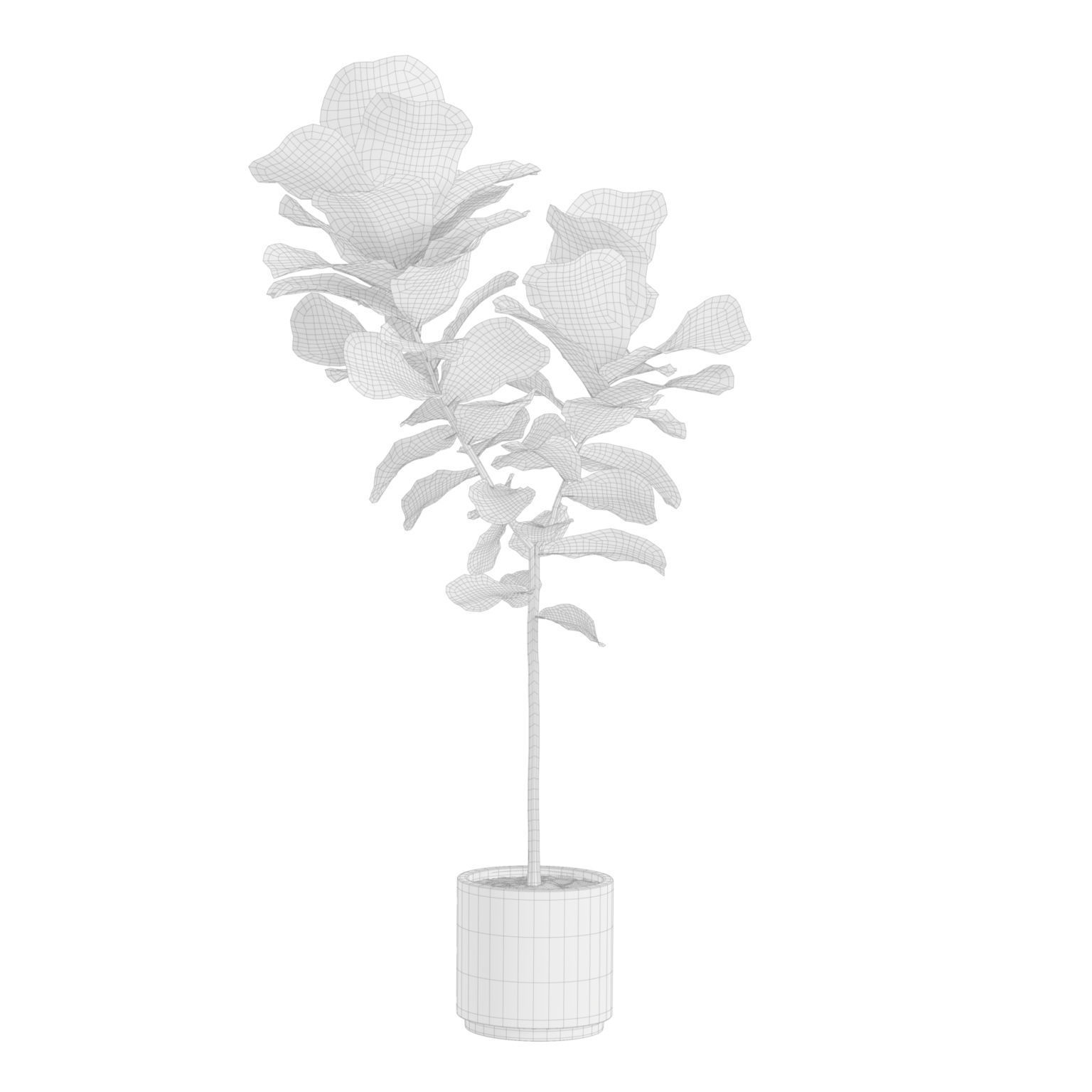 Ficus Lyrata Fiddle leaf Fig 3D model_10