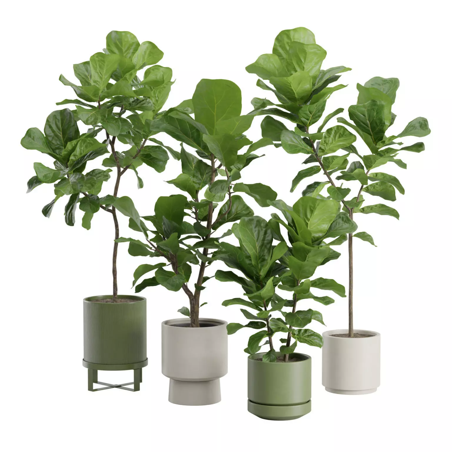Ficus Lyrata Fiddle leaf Fig 3D model_0