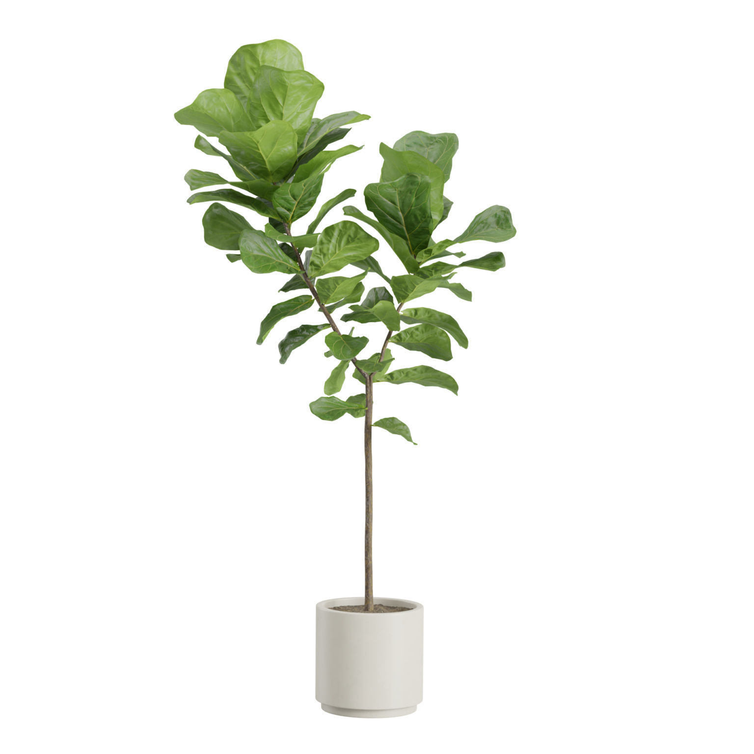 Ficus Lyrata Fiddle leaf Fig 3D model_9