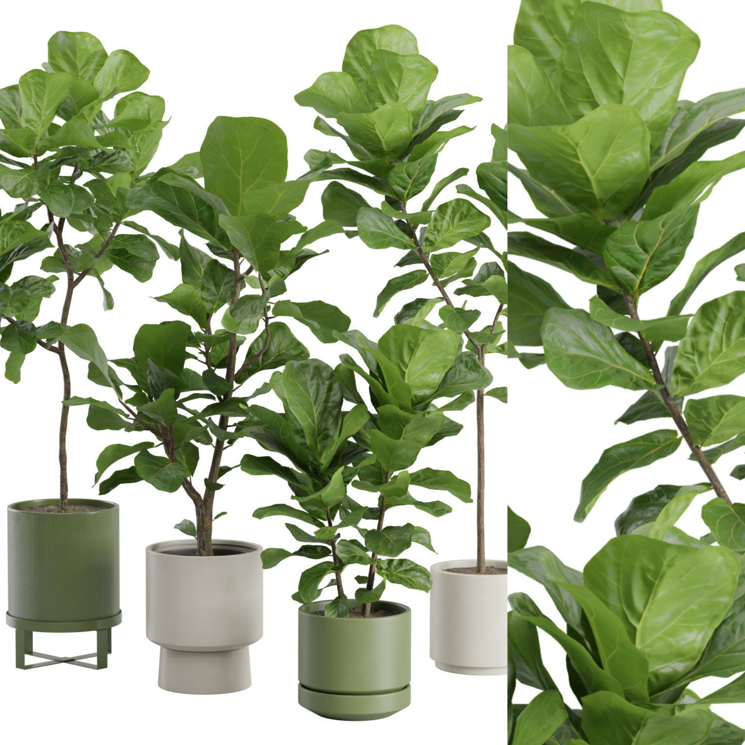 Ficus Lyrata Fiddle leaf Fig 3D model_2