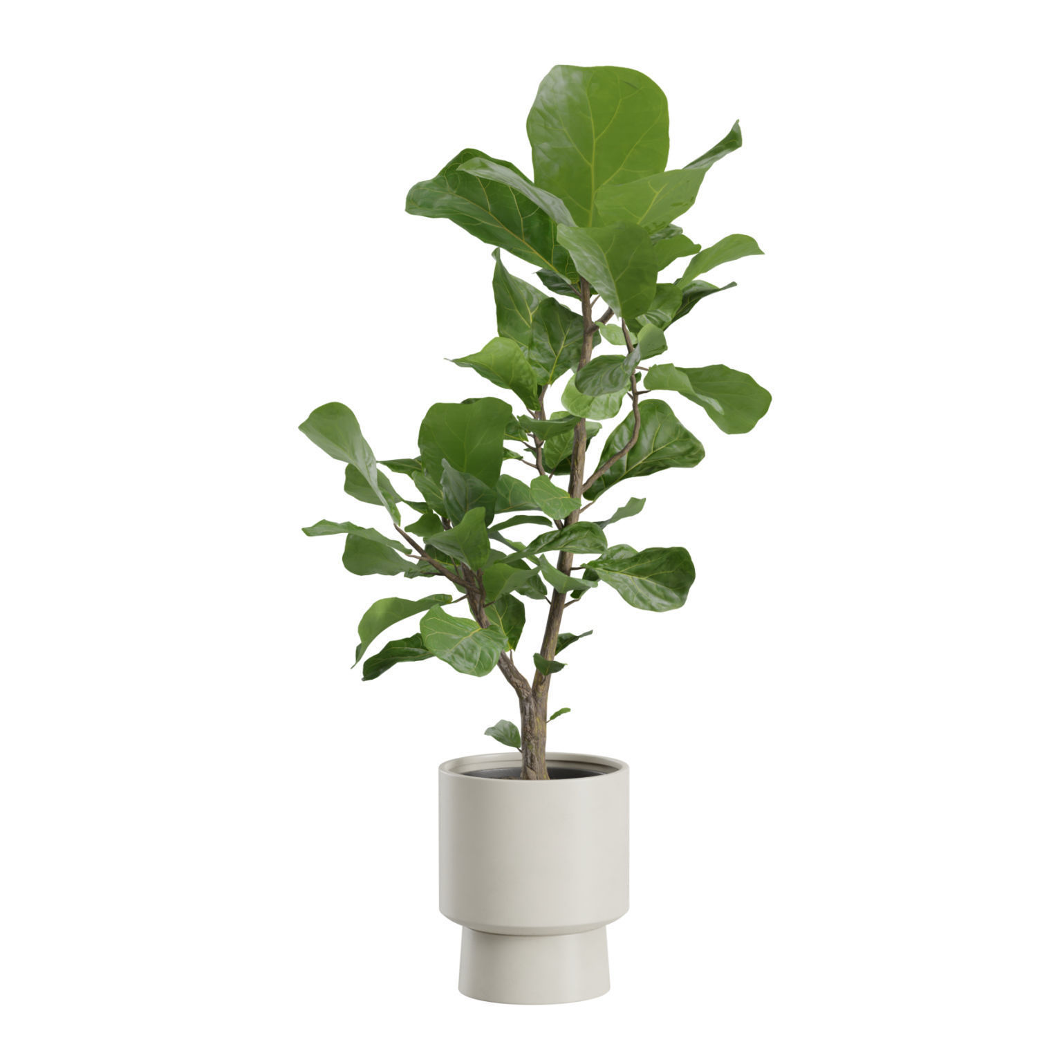 Ficus Lyrata Fiddle leaf Fig 3D model_3