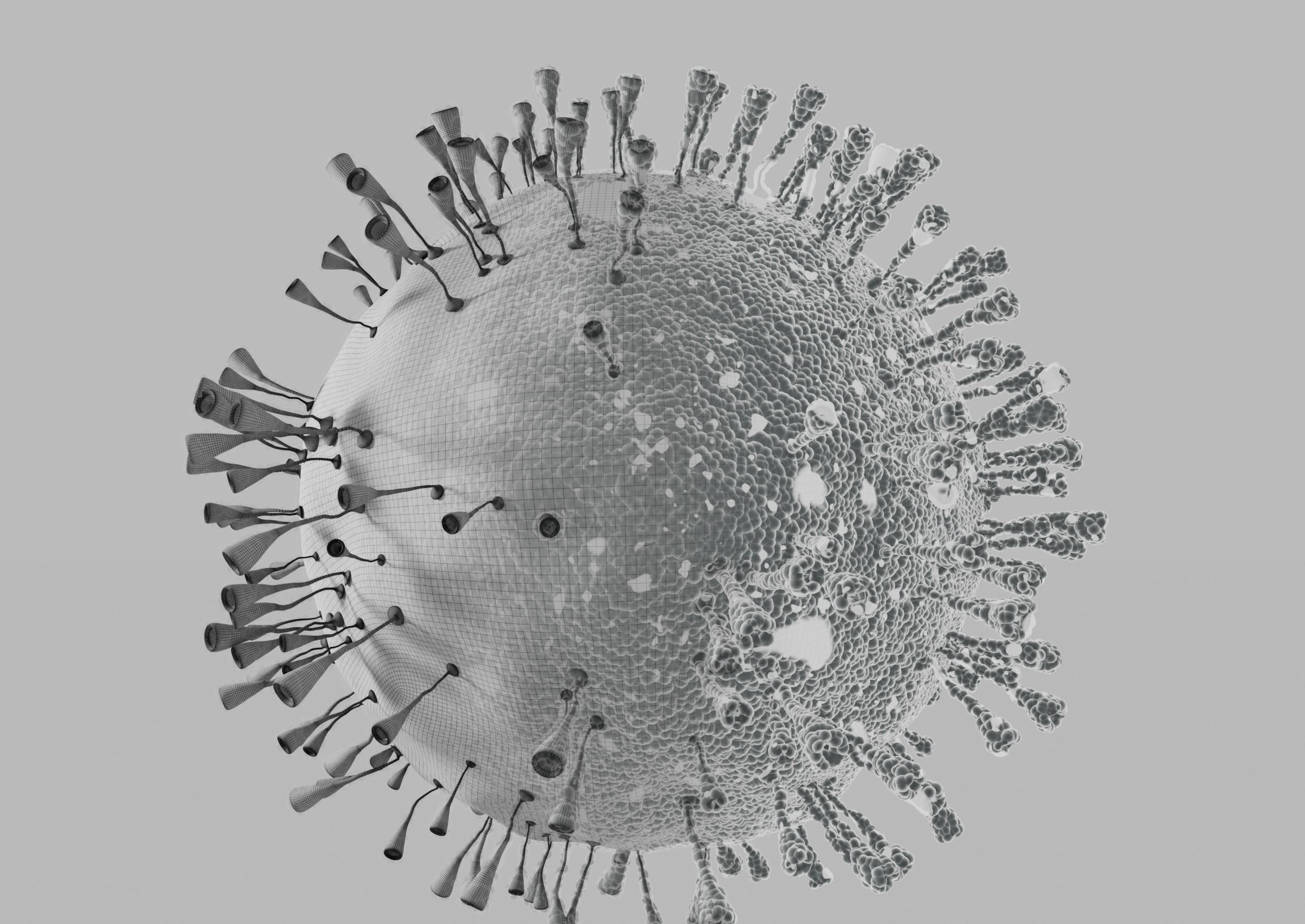 Carona virus 3D model_2
