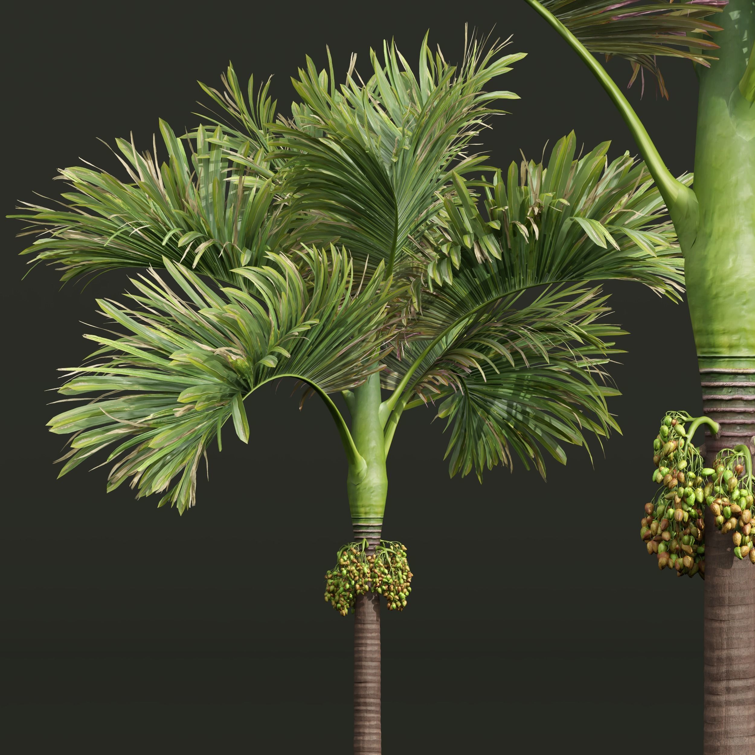New Plant Areca Catechu Decorative Garde Cocos Nuciferan Fruit 3D model_4