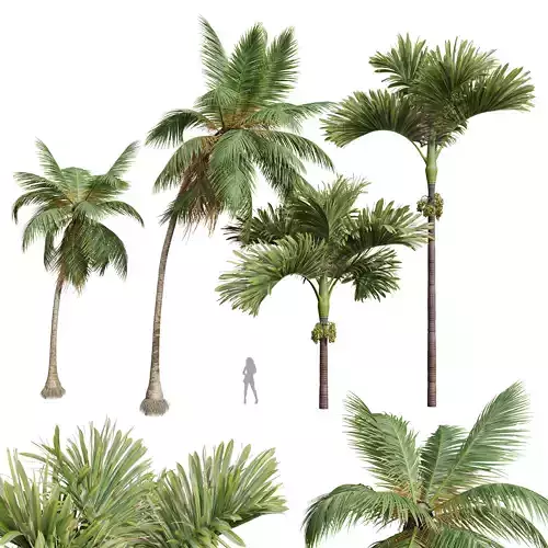 New Plant Areca Catechu Decorative Garde Cocos Nuciferan Fruit 3D model