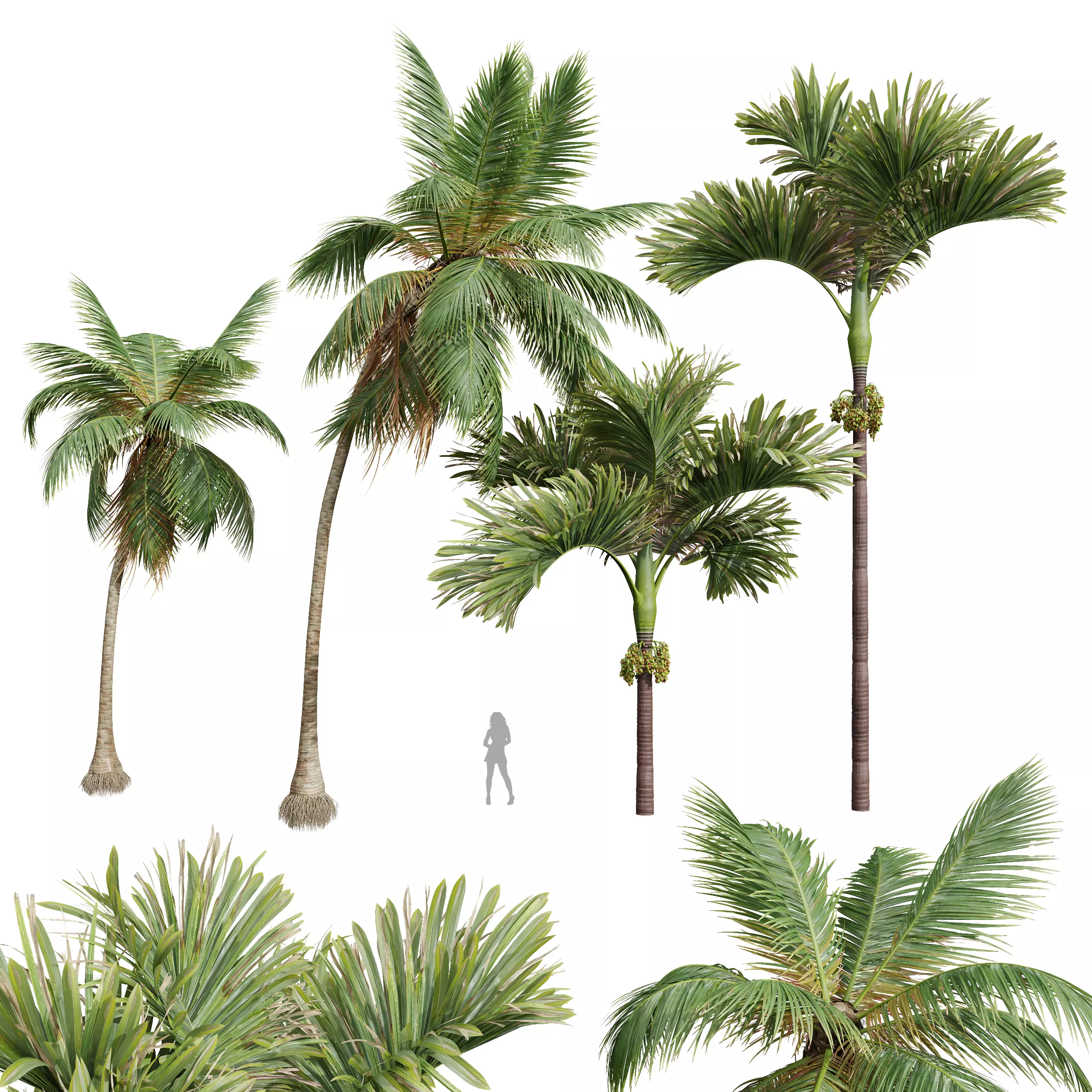 New Plant Areca Catechu Decorative Garde Cocos Nuciferan Fruit 3D model_0