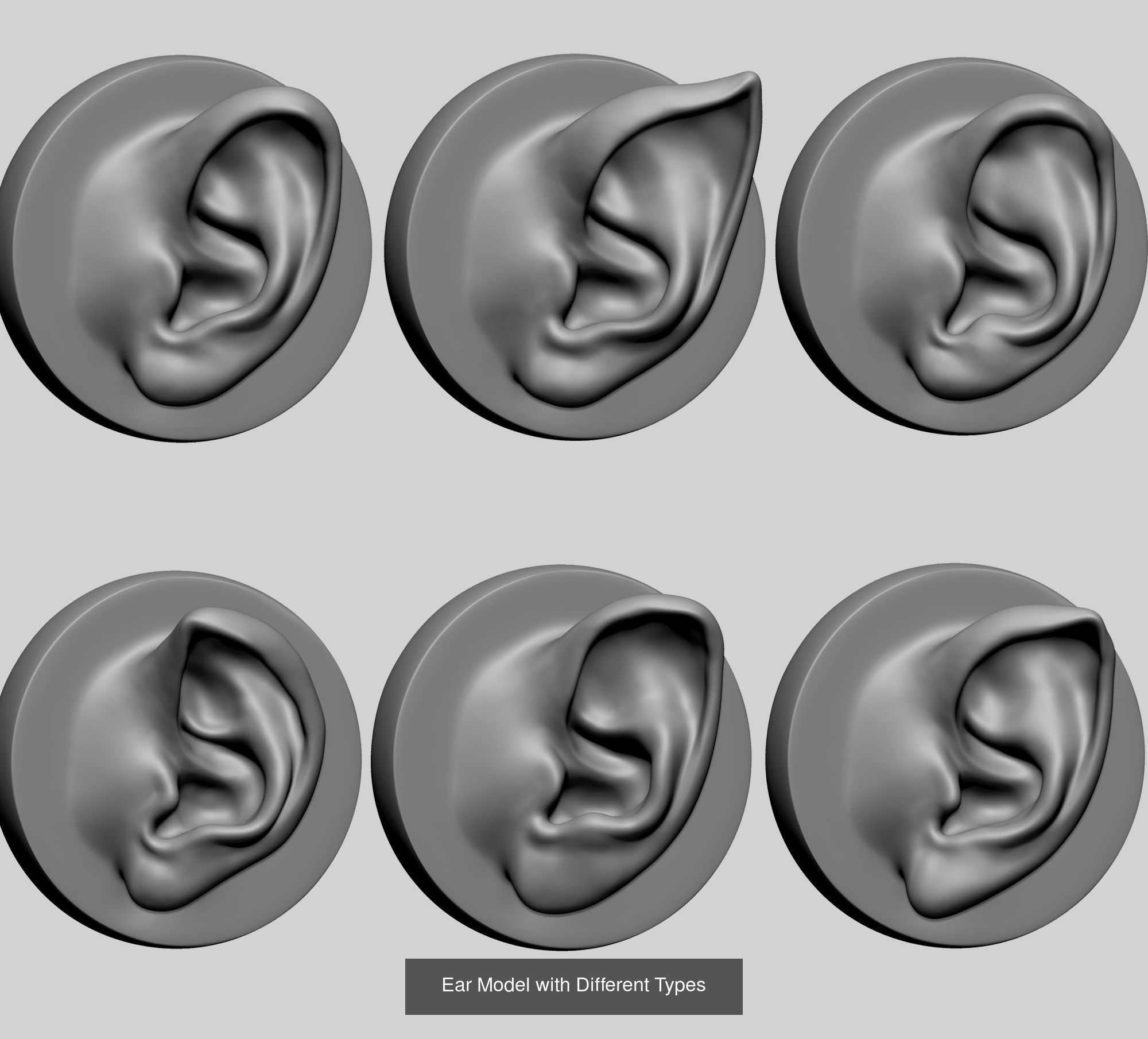 Head and Face Anatomy Models 3D Model Collection_7