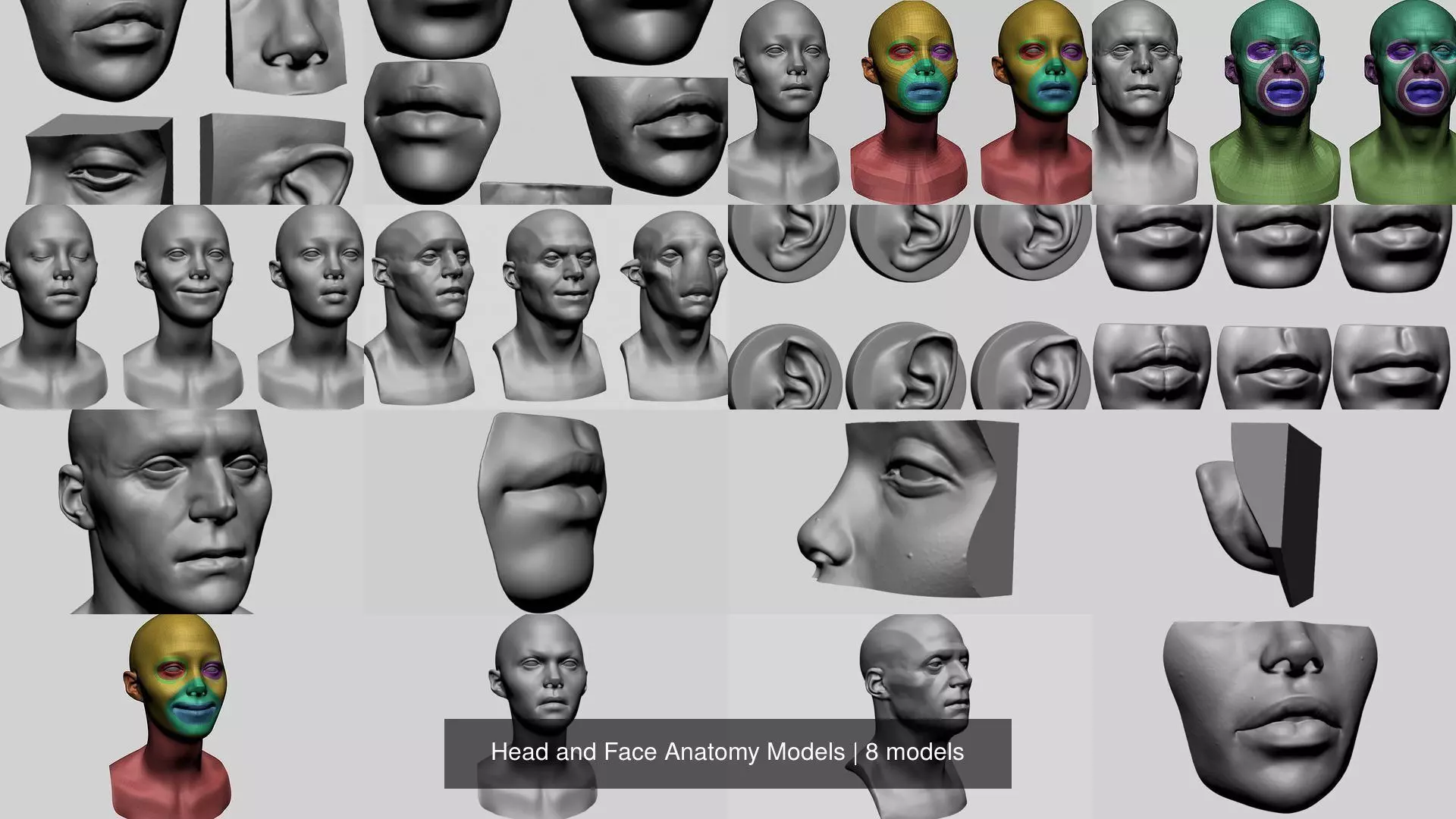 Head and Face Anatomy Models 3D Model Collection_0