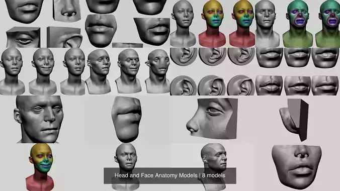 Head and Face Anatomy Models 3D Model Collection