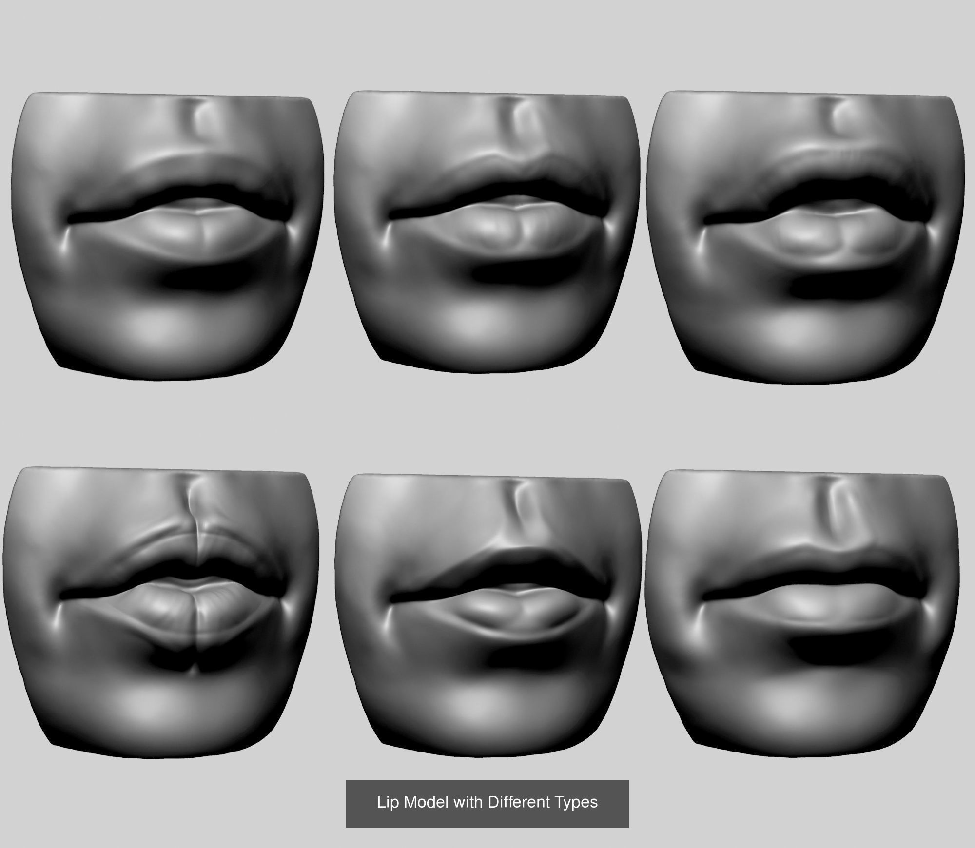 Head and Face Anatomy Models 3D Model Collection_8