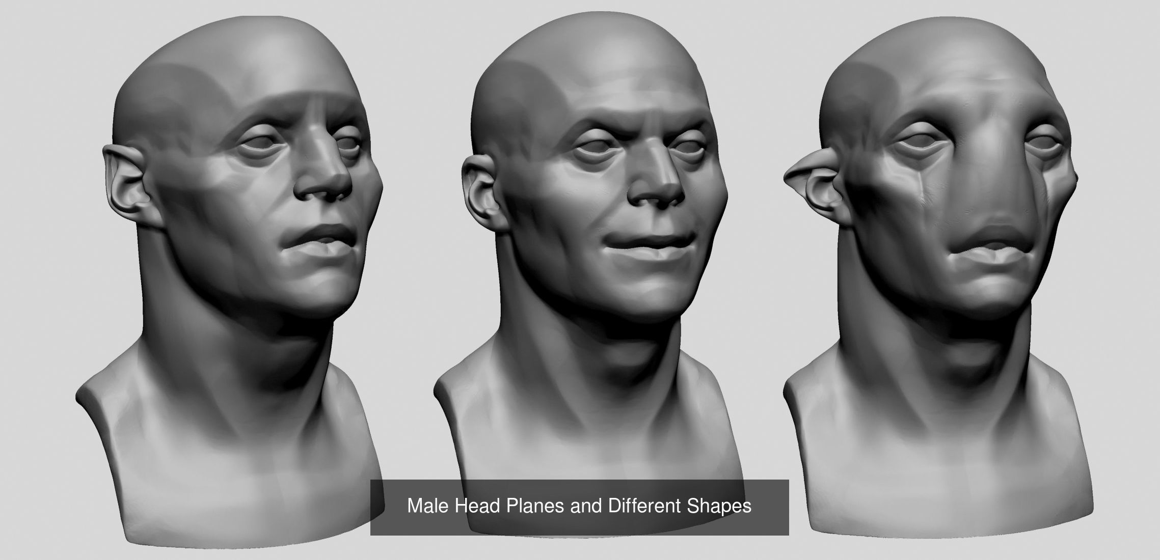 Head and Face Anatomy Models 3D Model Collection_6