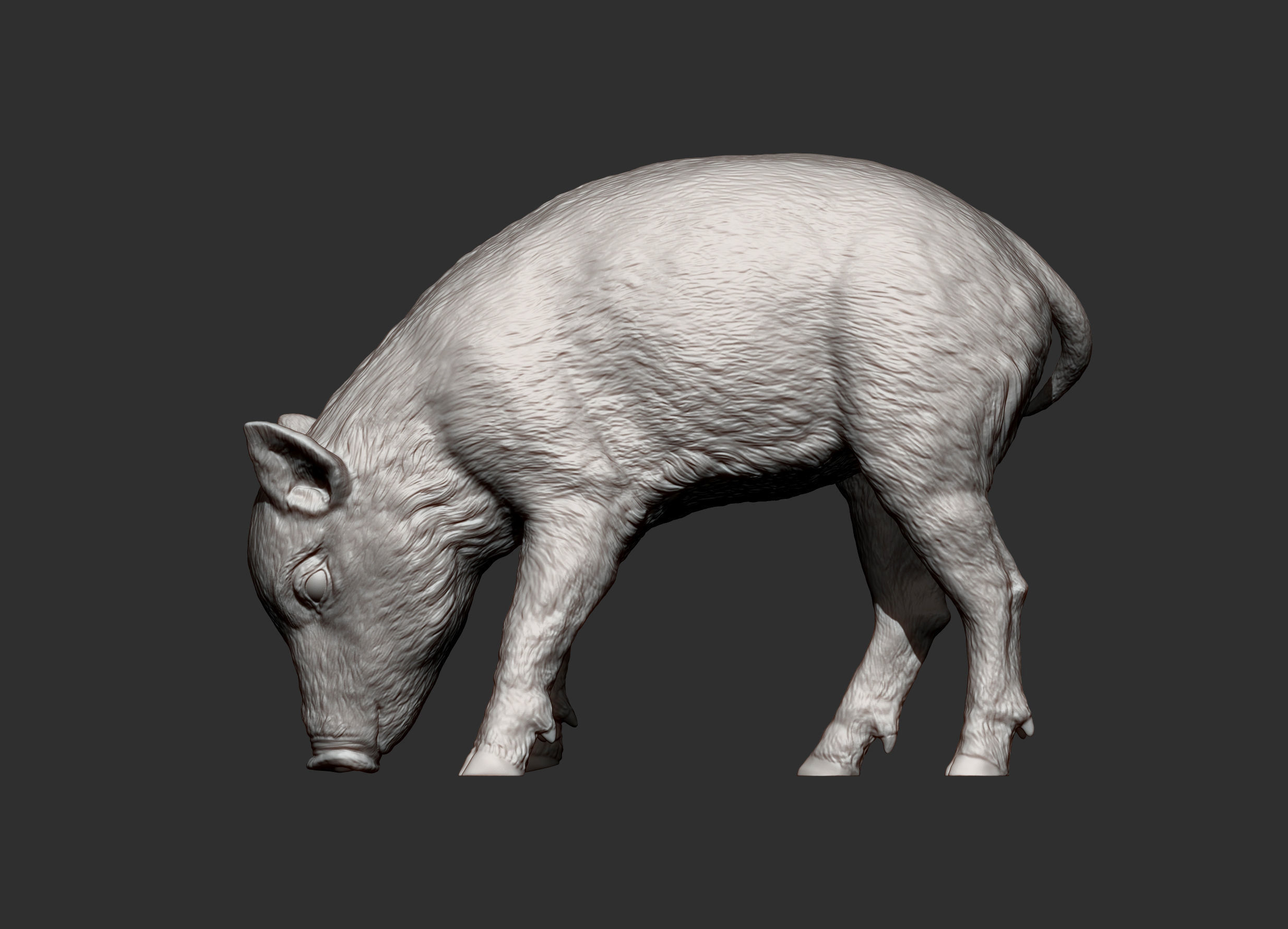 Small  wild boar 3D print model_10