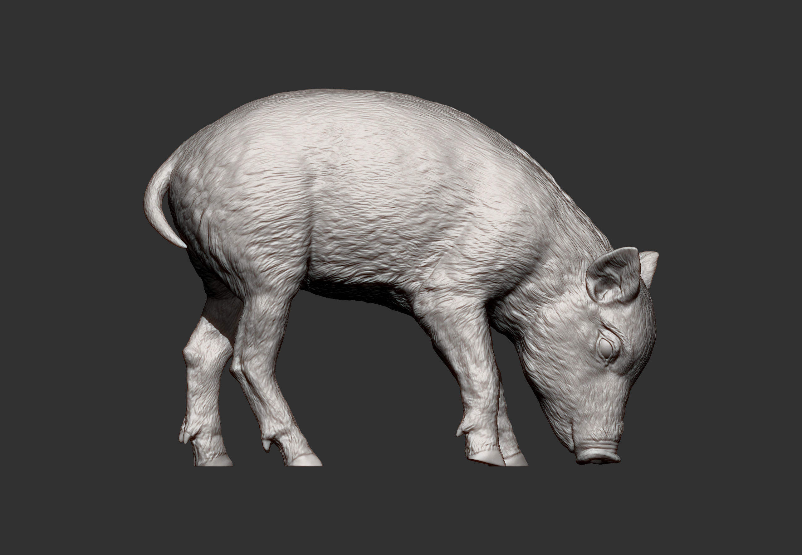 Small  wild boar 3D print model_8