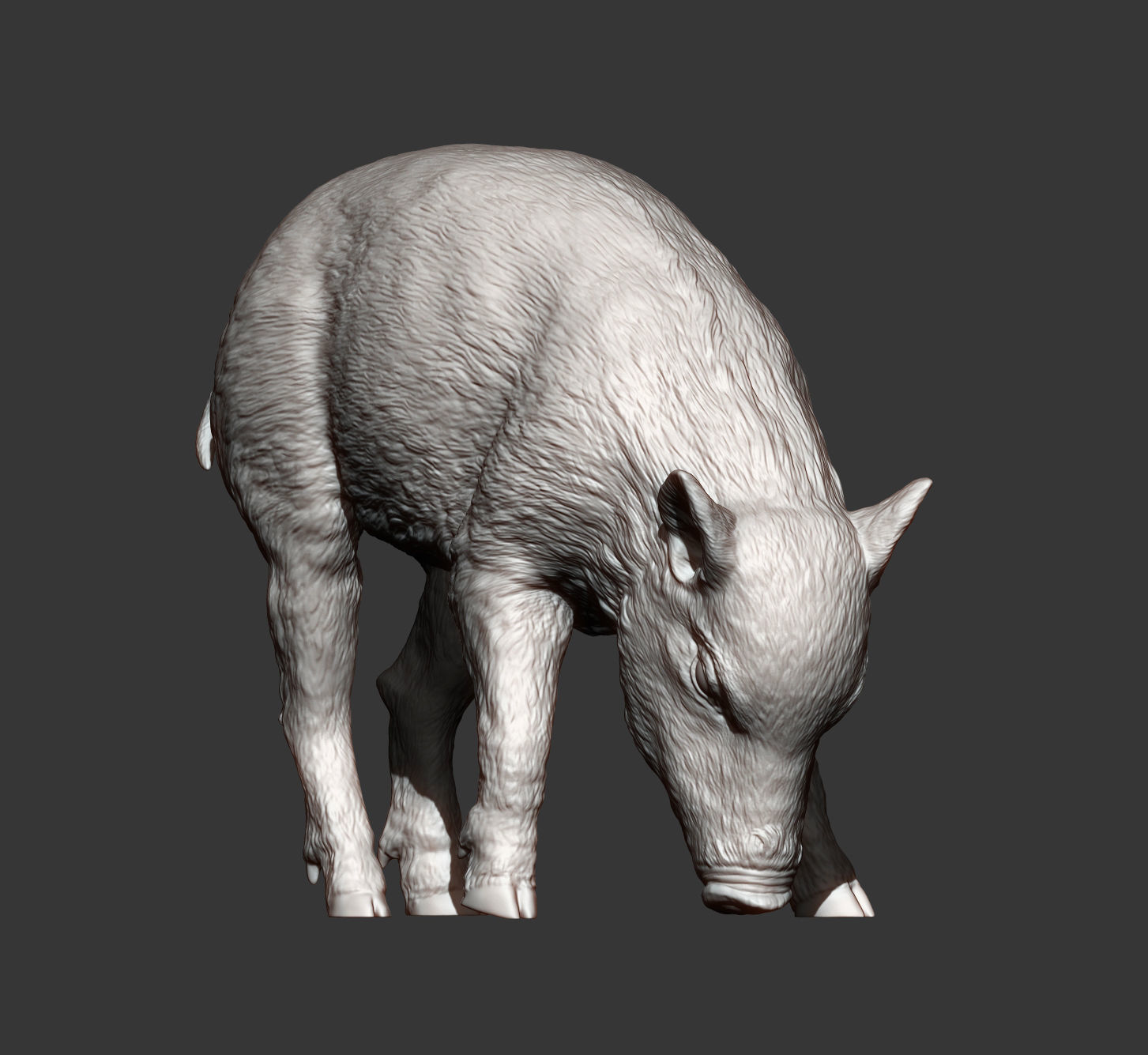Small  wild boar 3D print model_9