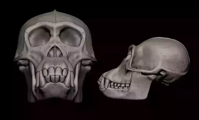 Chimpanzee Skull 3D Print Model 3D print model