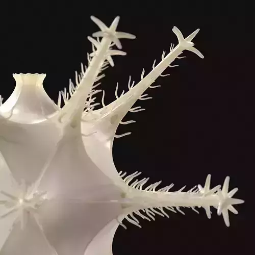 Radiolarian 3 starfish