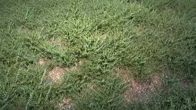 Ground Grass