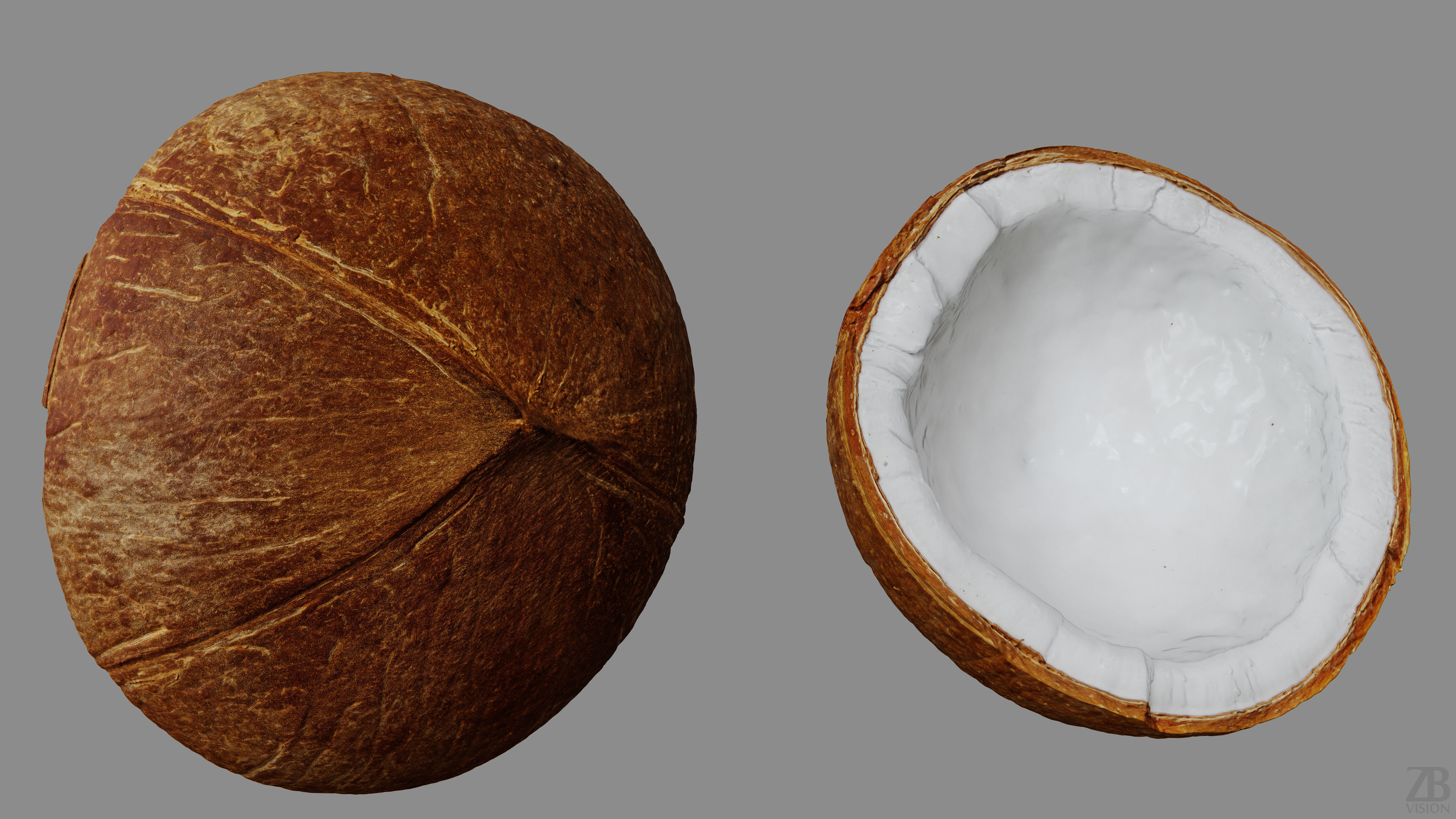 Coconut 3D model_9
