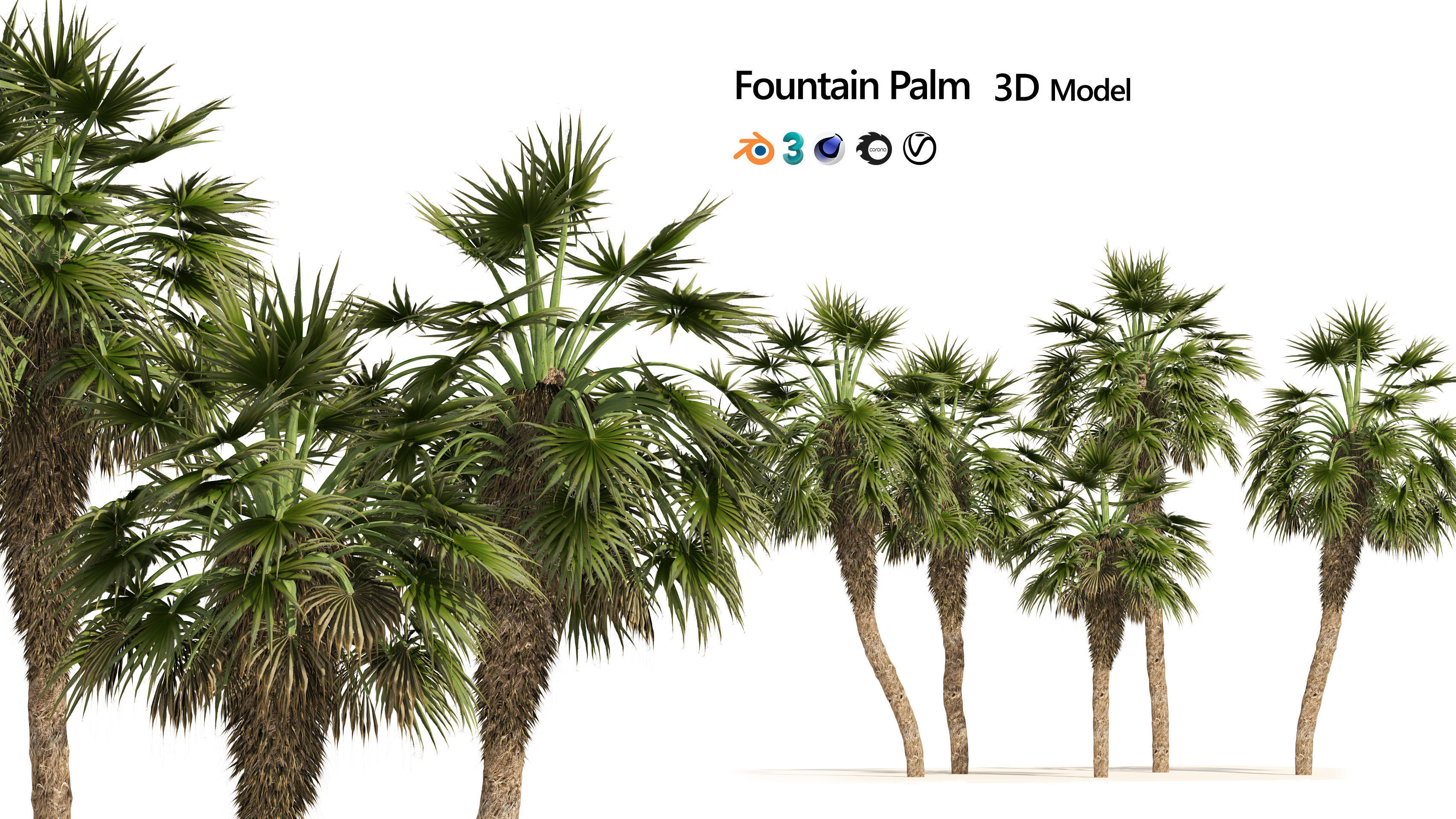 5 Fountain Palms Low-poly 3D model_5