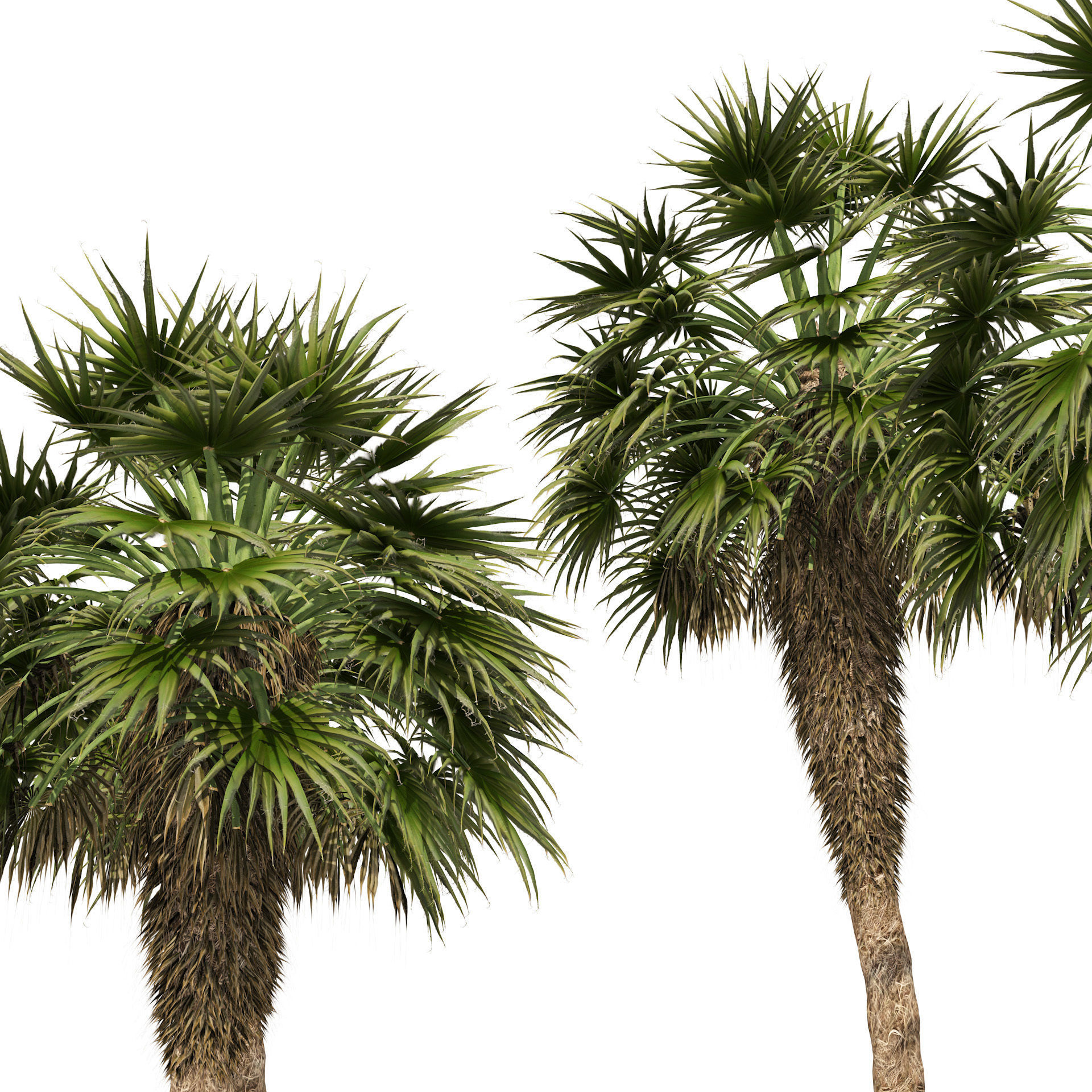 5 Fountain Palms Low-poly 3D model_2
