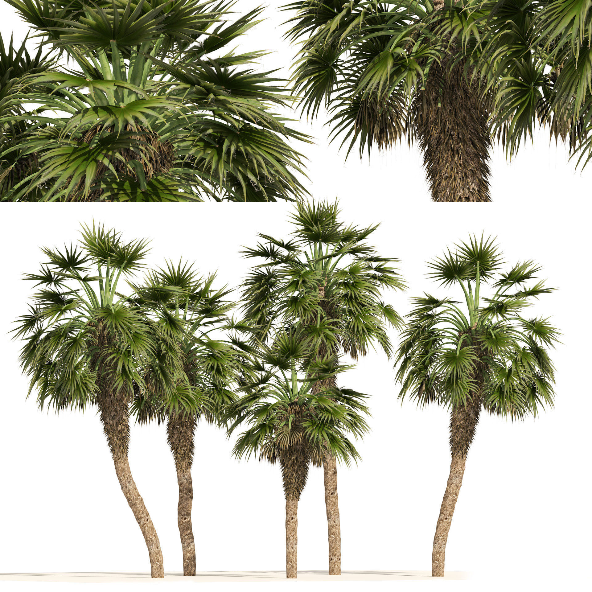 5 Fountain Palms Low-poly 3D model_6