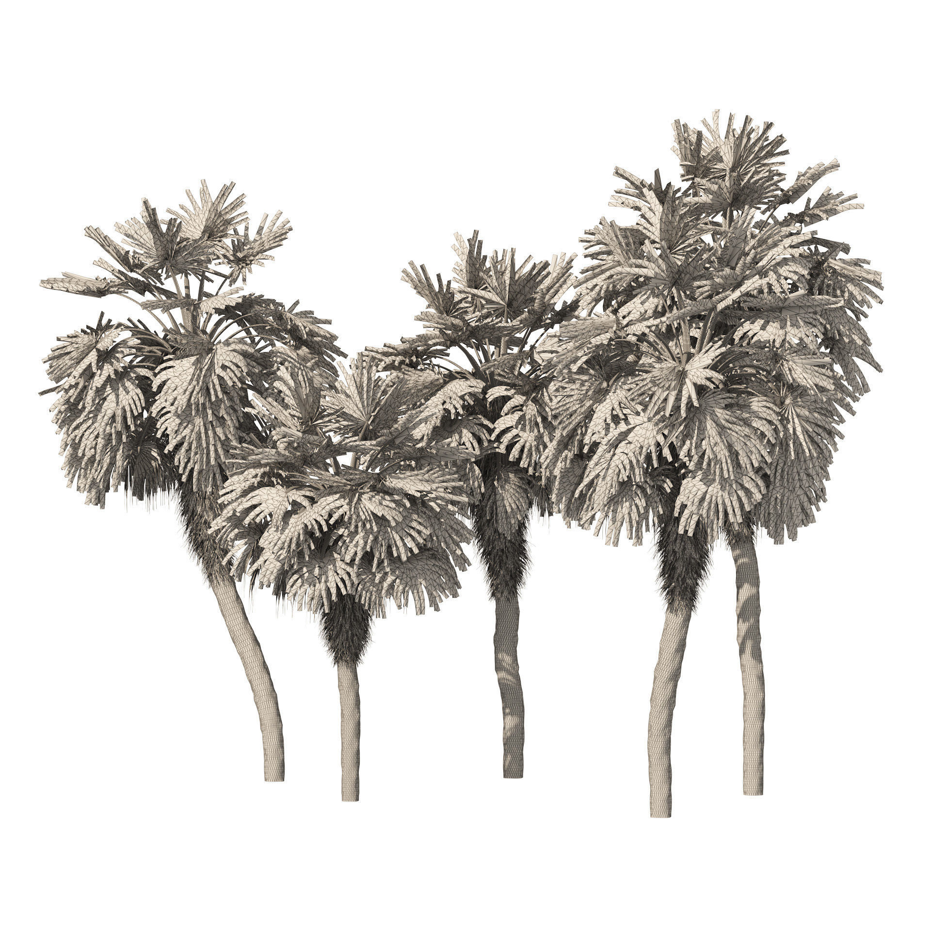 5 Fountain Palms Low-poly 3D model_7