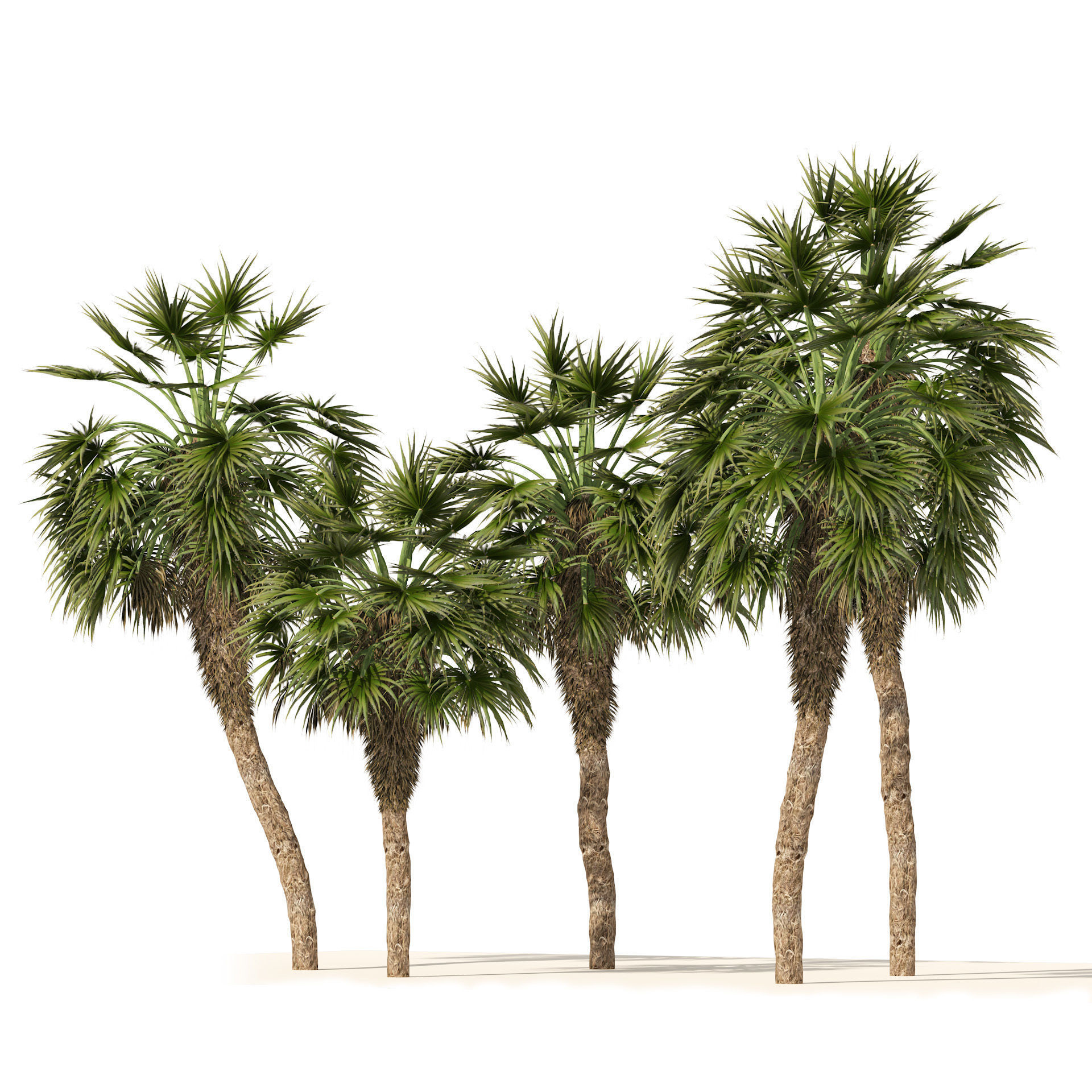 5 Fountain Palms Low-poly 3D model_3
