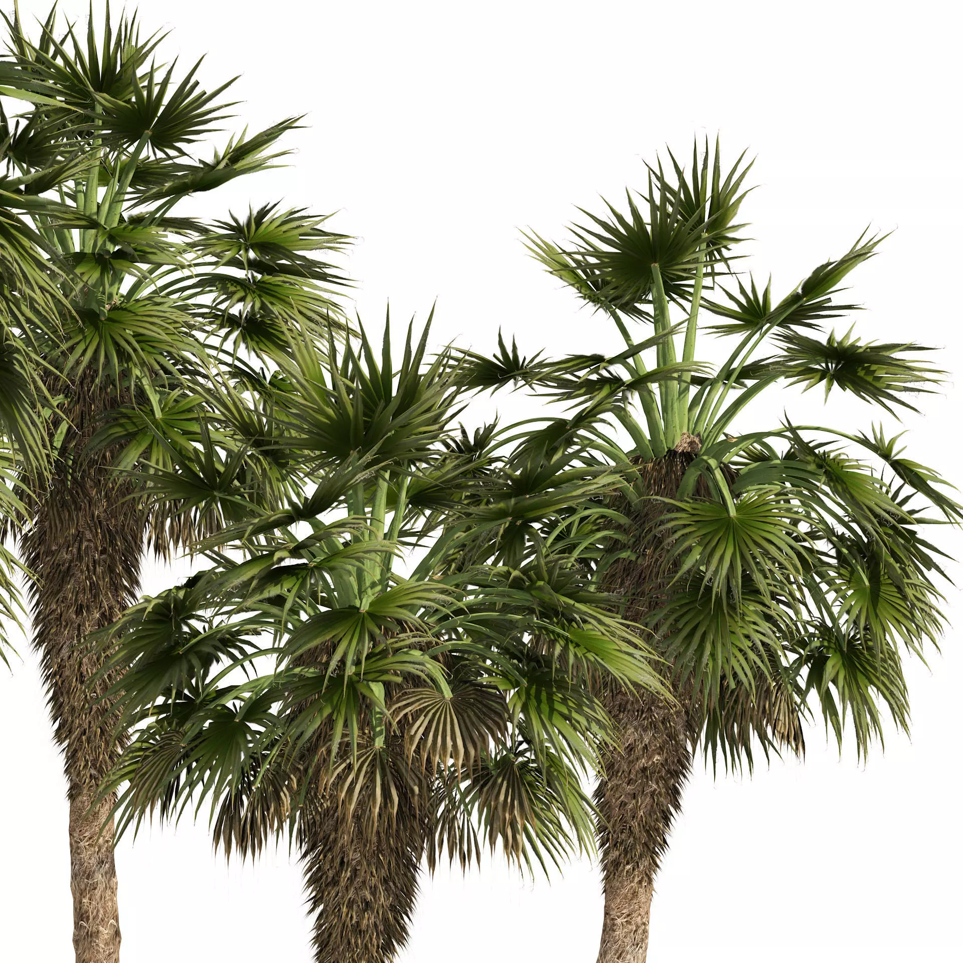 5 Fountain Palms Low-poly 3D model_0
